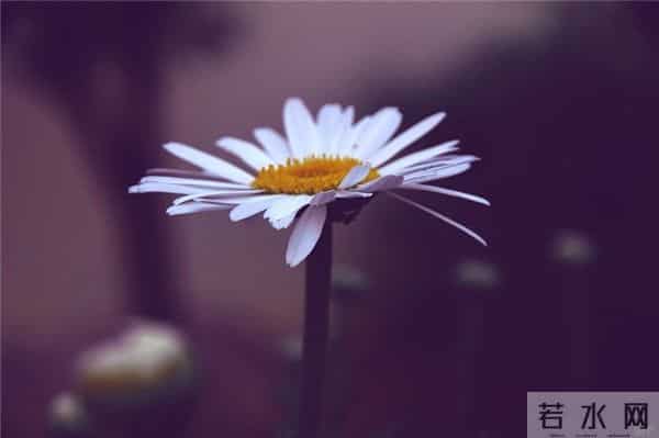 唯美有气质的21条美丽心语，句句文艺清新，挑句自己喜欢的