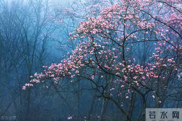 让爱情“火”起来——读拿破仑三世的爱情往事有感