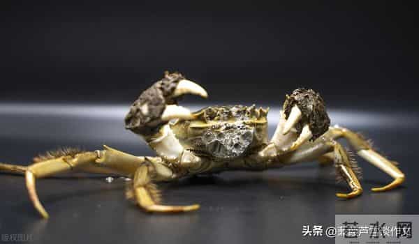 草虫的世界如此奇妙①——阿宝老师的“作文经”(三三四)