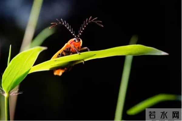 丽水湿地迎来大片萤火虫！夜晚闪闪发光犹如置身童话