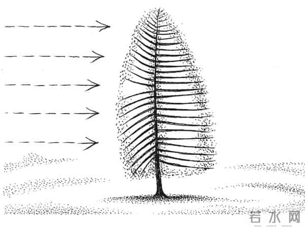 阅读一棵树,从树枝和风开始|植树节