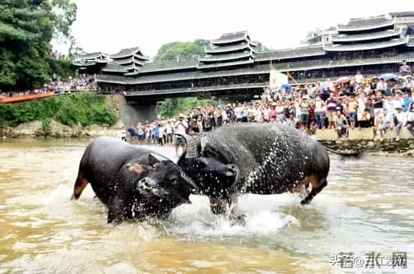 共赴侗乡盛会！三江2025年“月月过大节”活动出炉！
