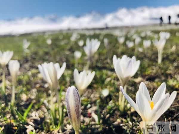 四月那拉提草原开满这朵花 它的花语叫“我在等你”