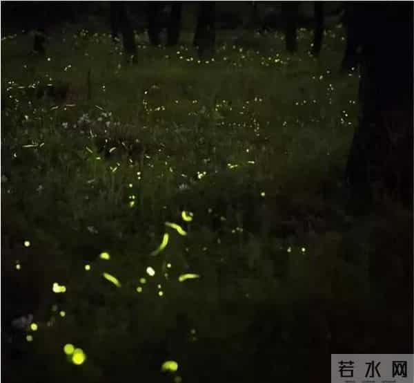 丽水湿地迎来大片萤火虫！夜晚闪闪发光犹如置身童话