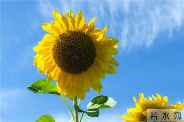 20条很火的心情短句,句句精挑细选,超喜欢!