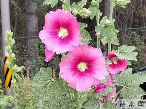 每天新学一点《民事诉讼法》重点第一百四十八条原告申请撤诉