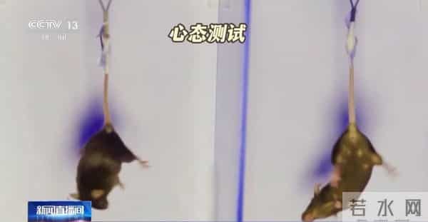 4只小老鼠将乘神舟飞船上太空!“魔鬼”训练画面曝光