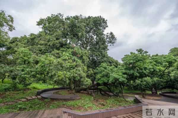 广州470多岁“荔枝皇”，“身价”不凡