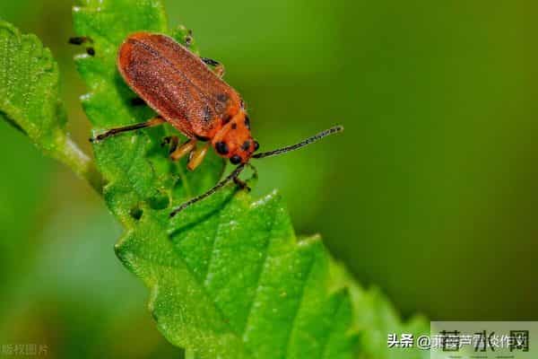 草虫的世界如此奇妙①——阿宝老师的“作文经”(三三四)