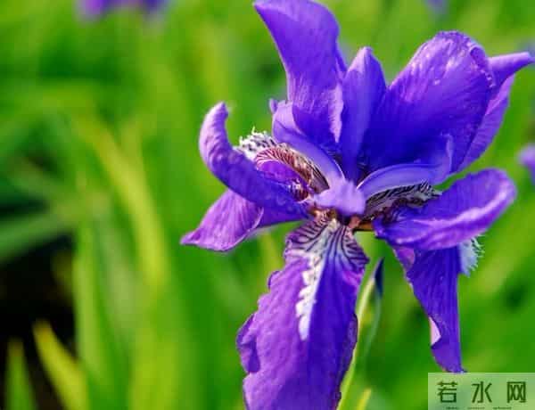 烂漫花语，你除了知道玫瑰代表爱情，你还知道其他的吗？