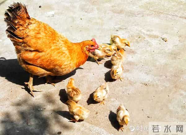 情报站|母爱伟大!鸡妈妈带小鸡觅食寸步不离,画面太有爱了