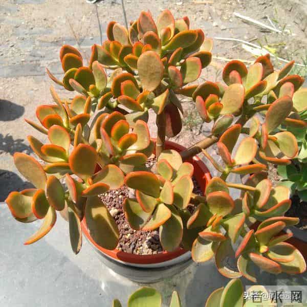 玉树又叫燕子掌,叶片四季常绿,经常出现腐烂,教你如何让避免