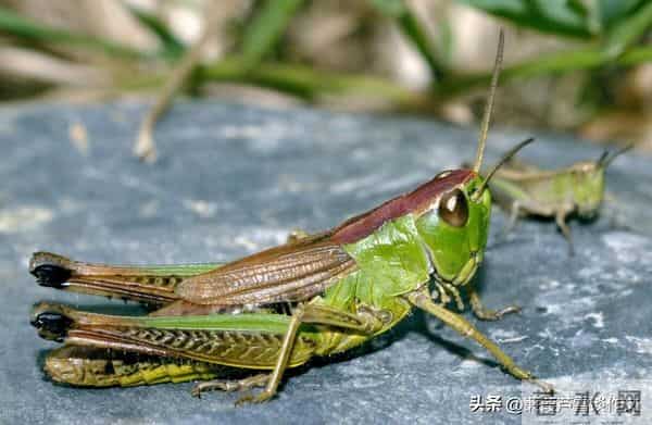 草虫的世界如此奇妙①——阿宝老师的“作文经”(三三四)