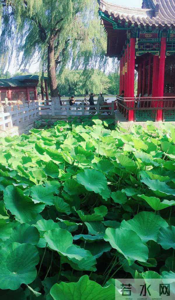 青未了｜散文《济南的春天》