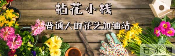 认识花材 - 这9款粉玫瑰品种你都见过吗