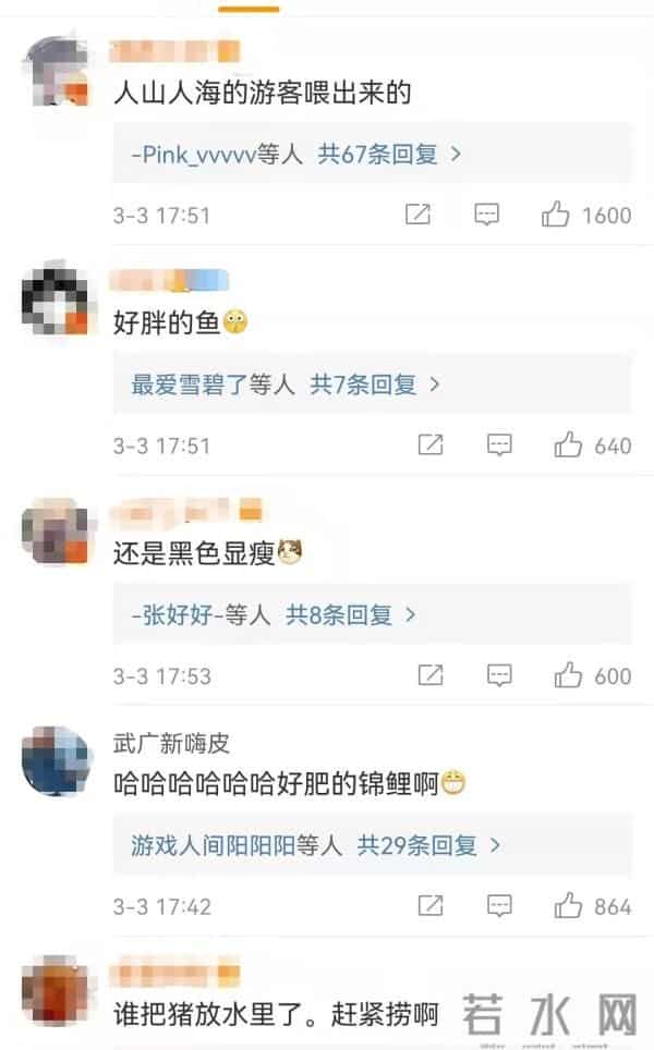 济南趵突泉的鱼为啥胖成球?