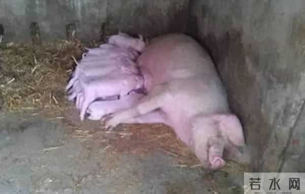 10分钟连骟5头小猪,整个过程行云流水,这是我见过最牛的骟猪匠