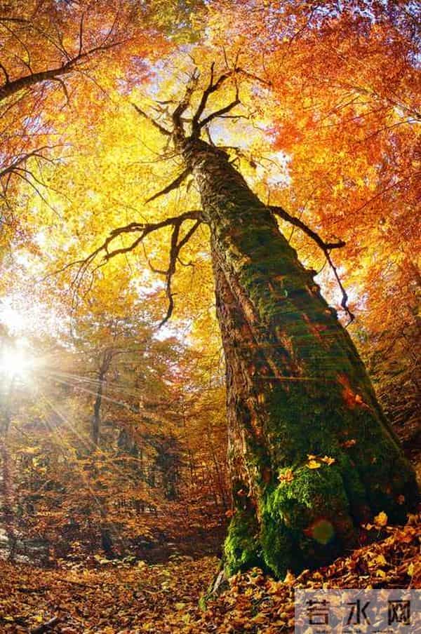 散文:深秋处,岁月静美,生命都有自己的光芒