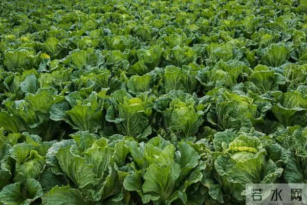 菜地蜗牛难题？1招轻松解决还保护蔬菜