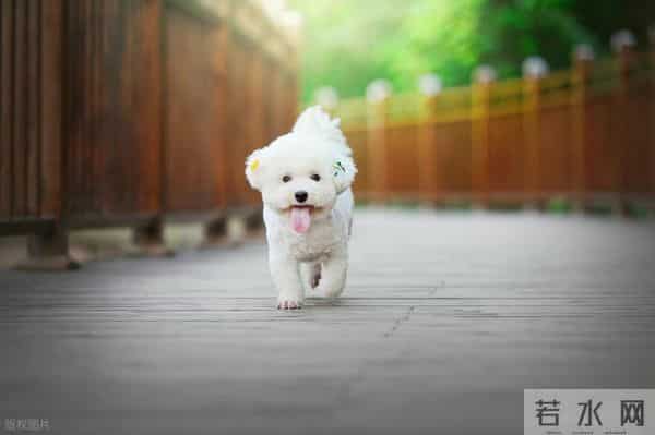 三年级作文指导:如何写好小动物