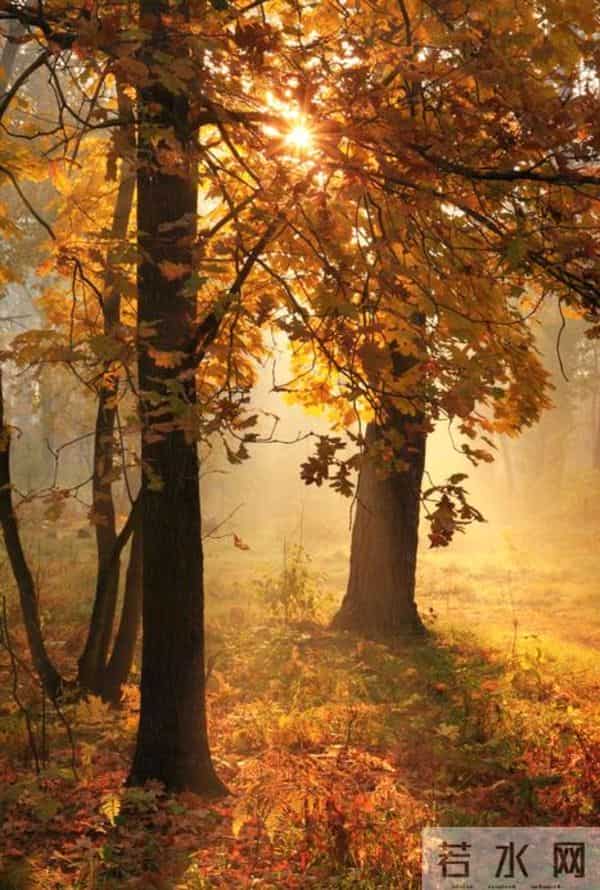 散文:深秋处,岁月静美,生命都有自己的光芒