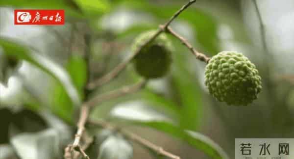 广州470多岁“荔枝皇”，“身价”不凡