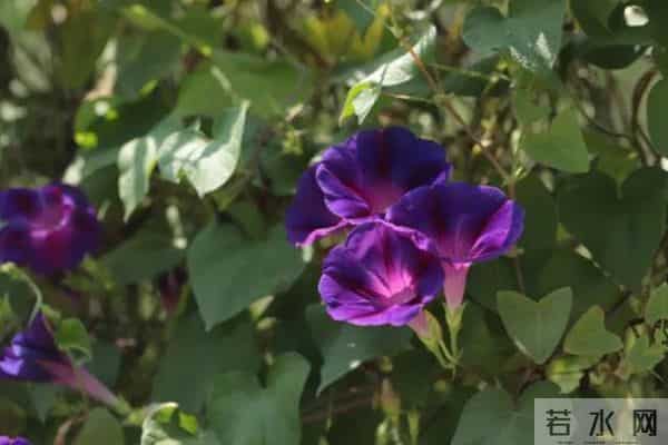 牵牛花(生活随笔)