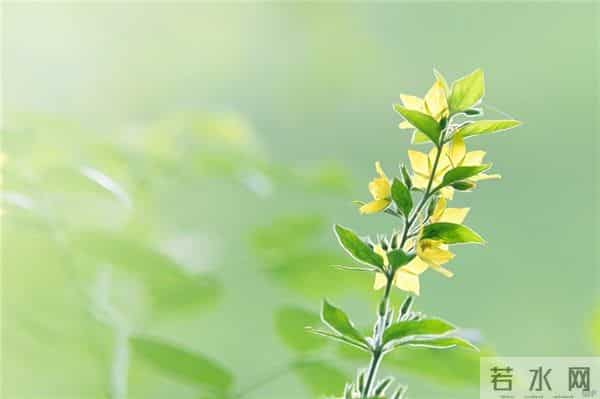 伤感唯美句子,不得我心,怎伤得了我心