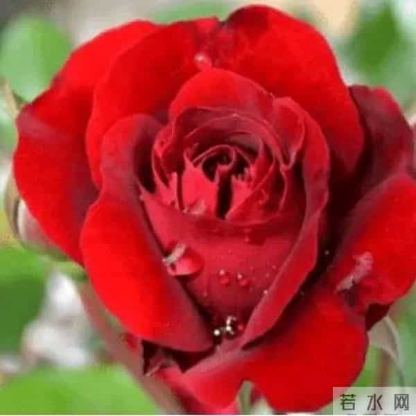 玫瑰花的花语。