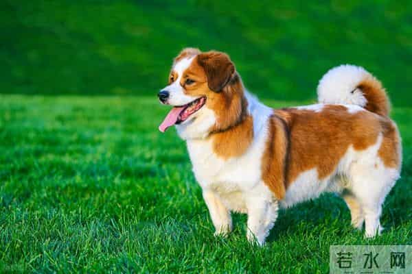 三年级作文指导:如何写好小动物