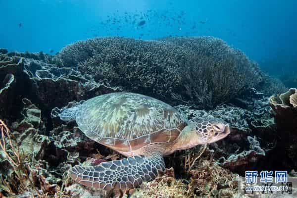 印尼：丰富多彩的海洋世界