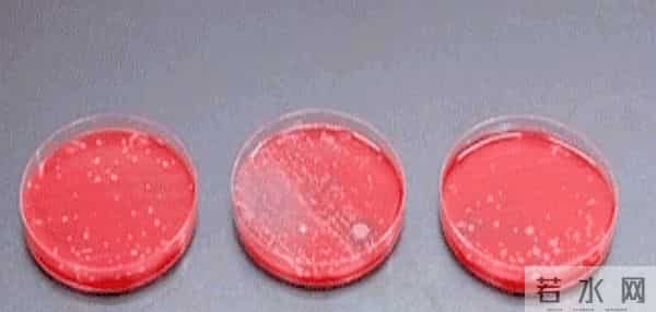 冲厕时一定要“盖上马桶盖”！小心在这3个地方“养细菌”