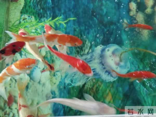 三年级日记之2025年国庆节游记和生活记录三则300字