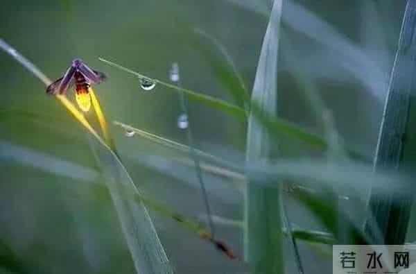 丽水湿地迎来大片萤火虫！夜晚闪闪发光犹如置身童话