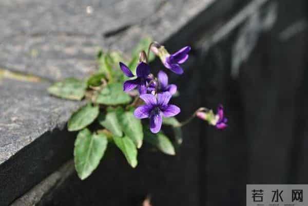 语闻成都 - 川西草木物候记④