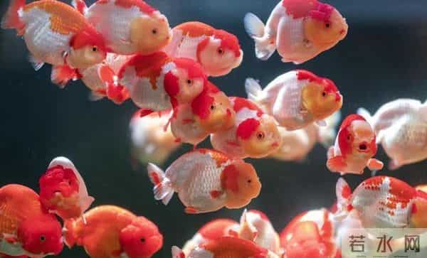 冷水鱼饲养天花板！这五种金鱼，好看好养零设备