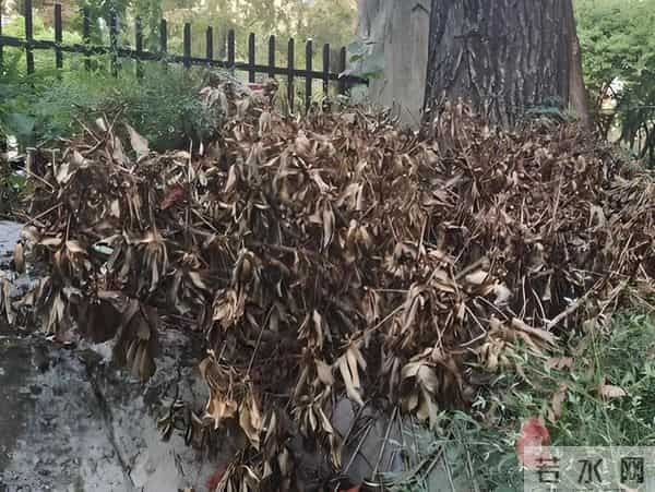 终于有专家说实话了!买了一楼带院的房子,为什么都开始后悔?