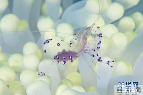 印尼：丰富多彩的海洋世界