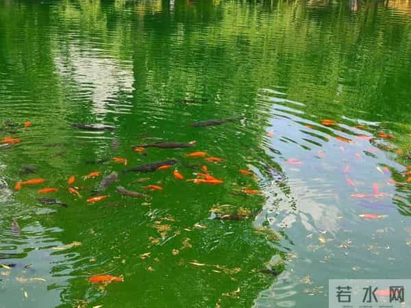 “山东邂逅美”摄影大赛｜夏日五龙潭