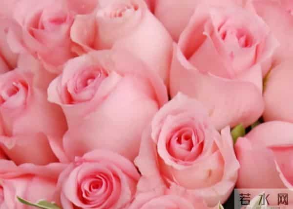 认识花材 - 这9款粉玫瑰品种你都见过吗