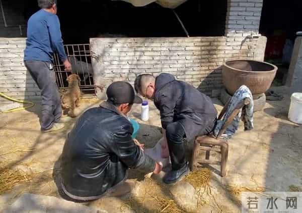 10分钟连骟5头小猪,整个过程行云流水,这是我见过最牛的骟猪匠