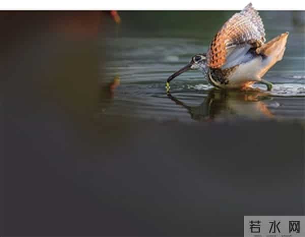 12岁少年的追鸟梦