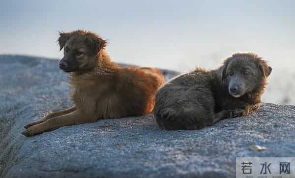 动物皆有灵性 —— 一个作家同他的猫狗的旷世情缘