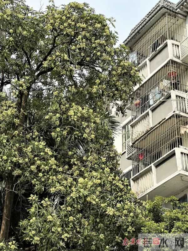 又香又臭好“上头”,广西街头这种树又开花了,到底有没有毒?