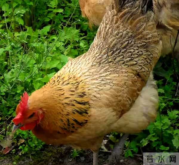 曾经受人追捧的“土鸡热”，为何遇冷了？养土鸡还能赚钱吗