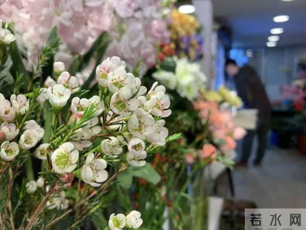 “女神节”你送花了吗？鲜花中的“顶流”就是它