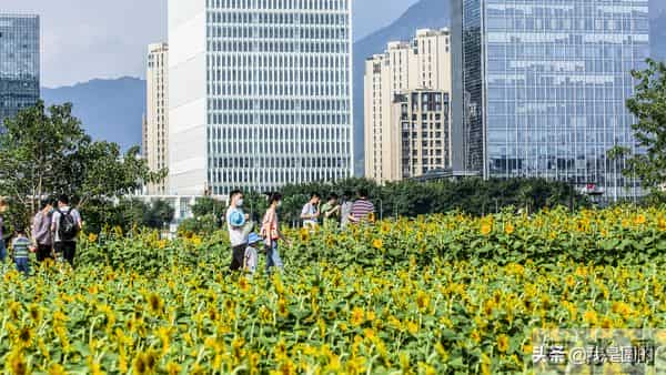 花千姿——花海国庆见闻（原创摄影+随笔300字）