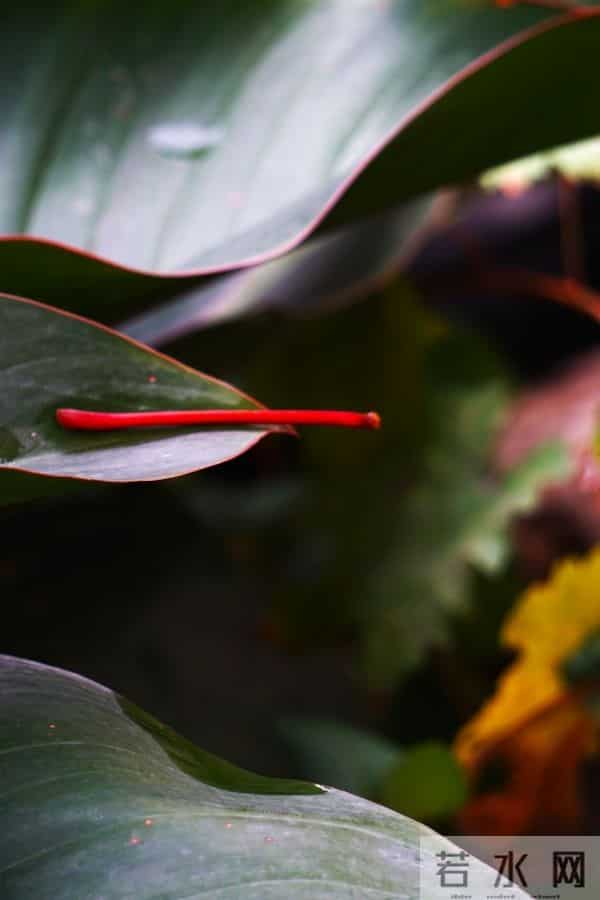 散文:秋叶之静美