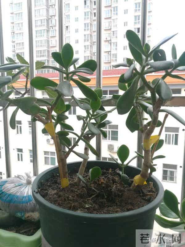 玉树又叫燕子掌,叶片四季常绿,经常出现腐烂,教你如何让避免