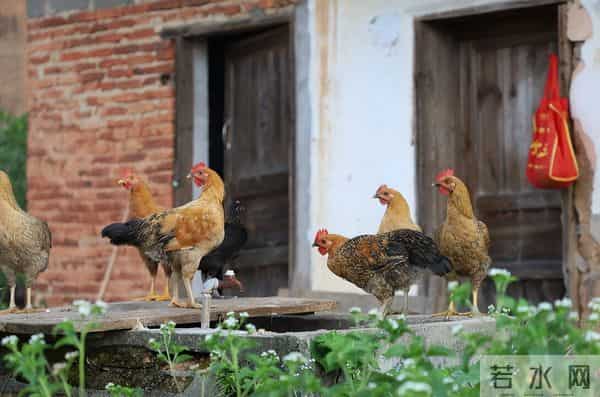 曾经受人追捧的“土鸡热”，为何遇冷了？养土鸡还能赚钱吗